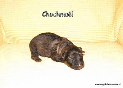 Chochmaël
